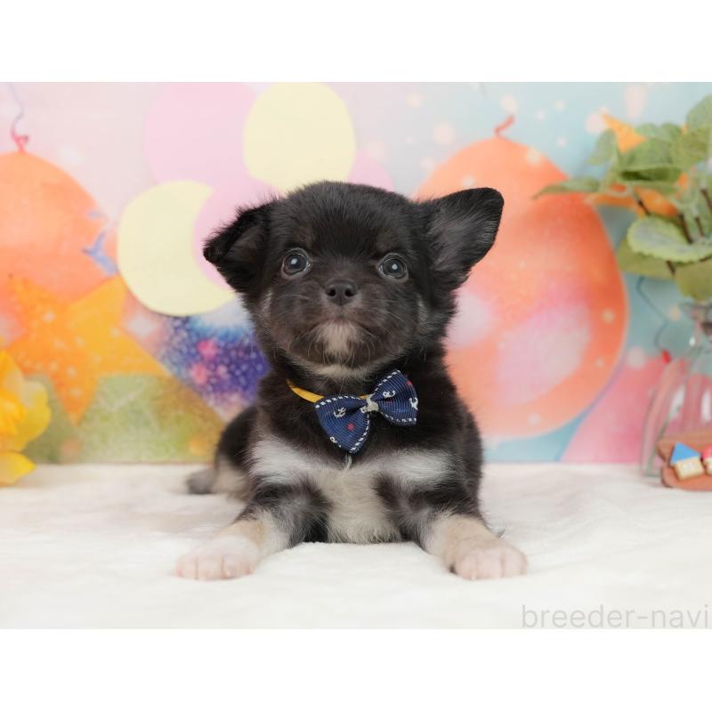 販売中の静岡県のチワワ(ロングコート)-439040の11枚目