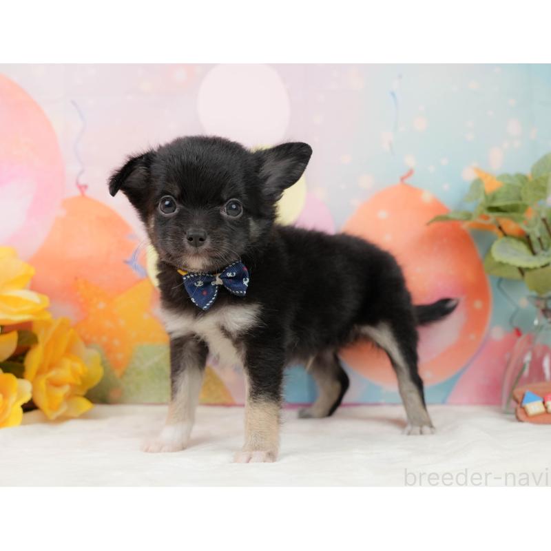 販売中の静岡県のチワワ(ロングコート)-439040の10枚目