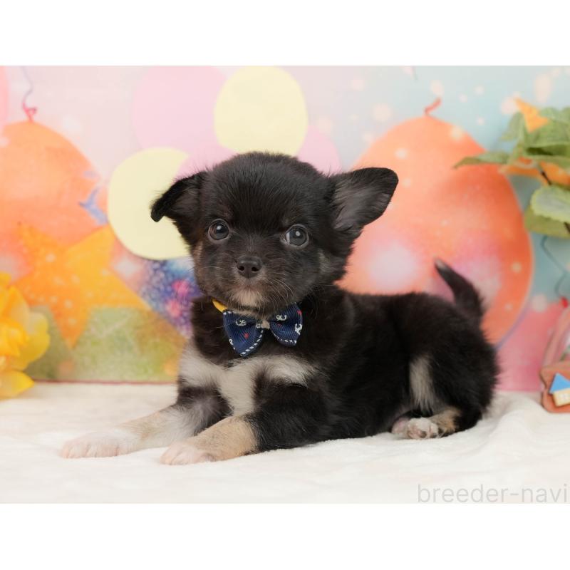 販売中の静岡県のチワワ(ロングコート)-439040の9枚目