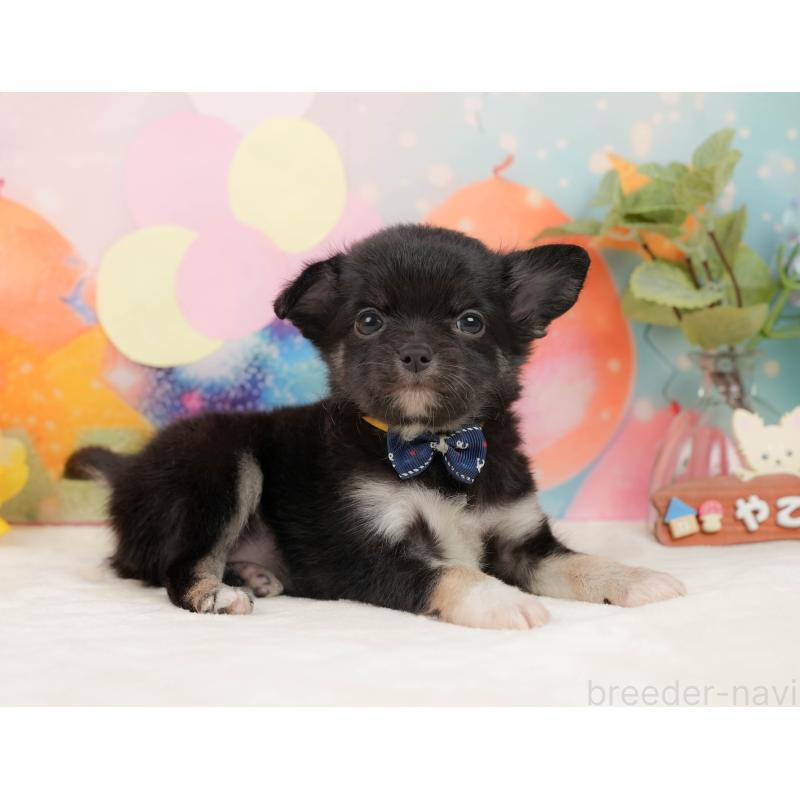 販売中の静岡県のチワワ(ロングコート)-439040の8枚目