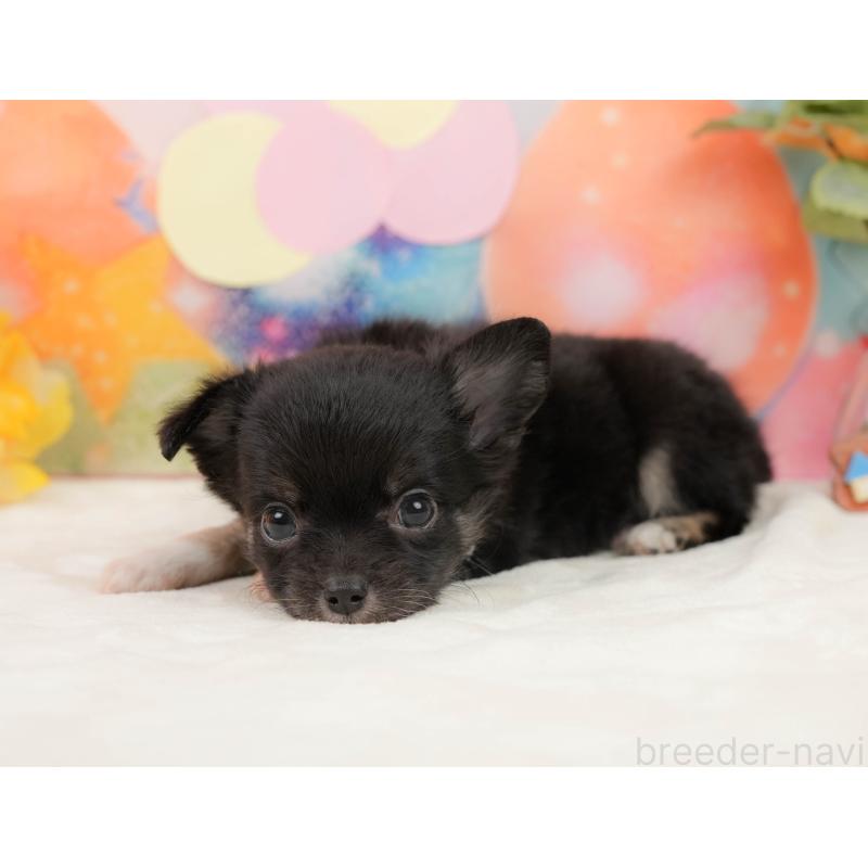 販売中の静岡県のチワワ(ロングコート)-439040の7枚目