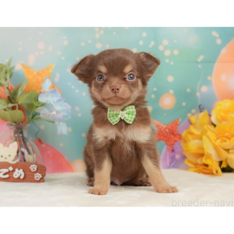 販売中の静岡県のチワワ(ロングコート)-439038の12枚目