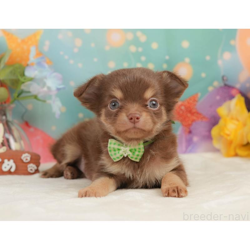 販売中の静岡県のチワワ(ロングコート)-439038の11枚目