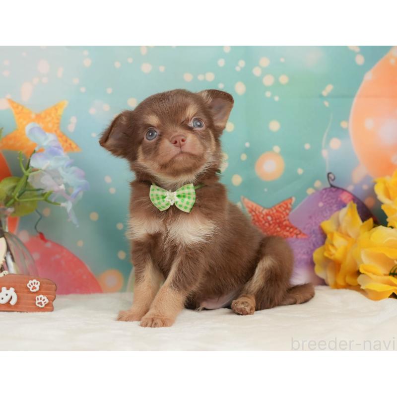 販売中の静岡県のチワワ(ロングコート)-439038の9枚目