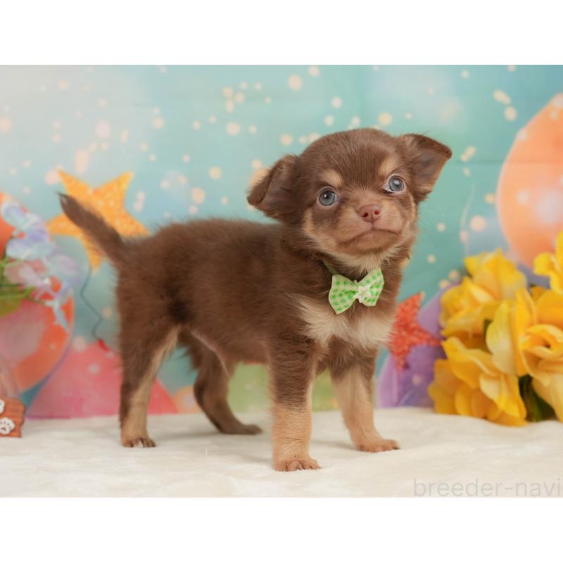 販売中の静岡県のチワワ(ロングコート)-439038の8枚目