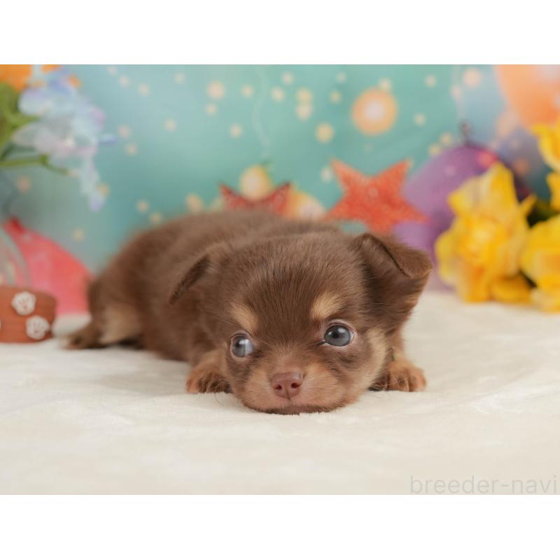 販売中の静岡県のチワワ(ロングコート)-439038の7枚目