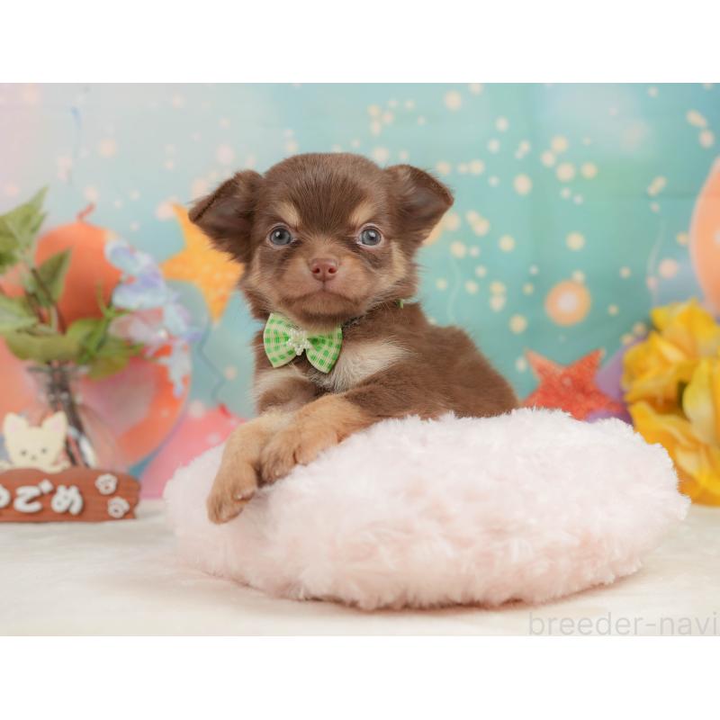 販売中の静岡県のチワワ(ロングコート)-439038の6枚目