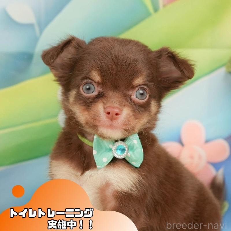 販売中の静岡県のチワワ(ロングコート)-439037