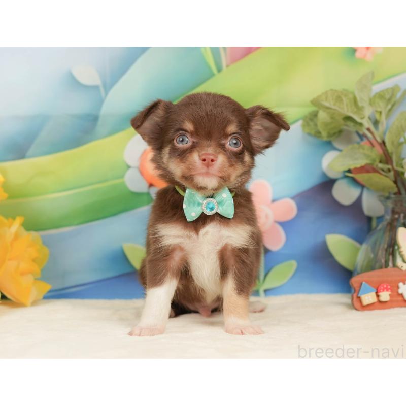 販売中の静岡県のチワワ(ロングコート)-439037の12枚目