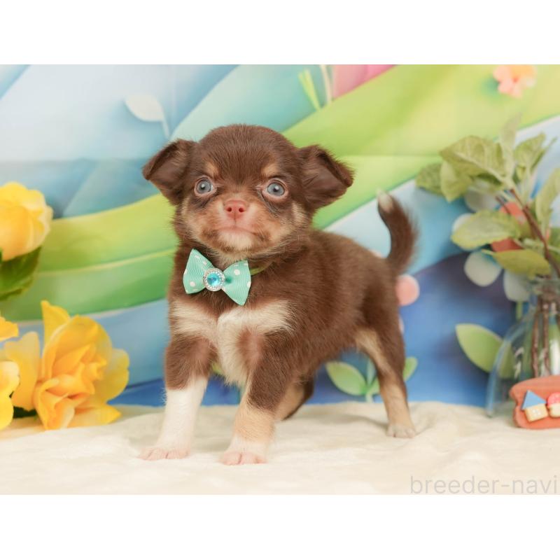 販売中の静岡県のチワワ(ロングコート)-439037の11枚目