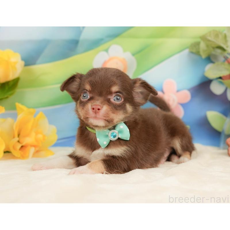 販売中の静岡県のチワワ(ロングコート)-439037の10枚目