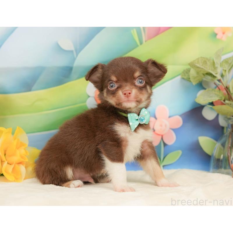 販売中の静岡県のチワワ(ロングコート)-439037の9枚目