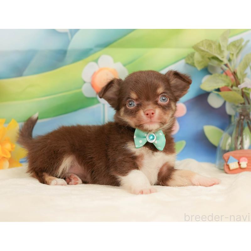 販売中の静岡県のチワワ(ロングコート)-439037の8枚目