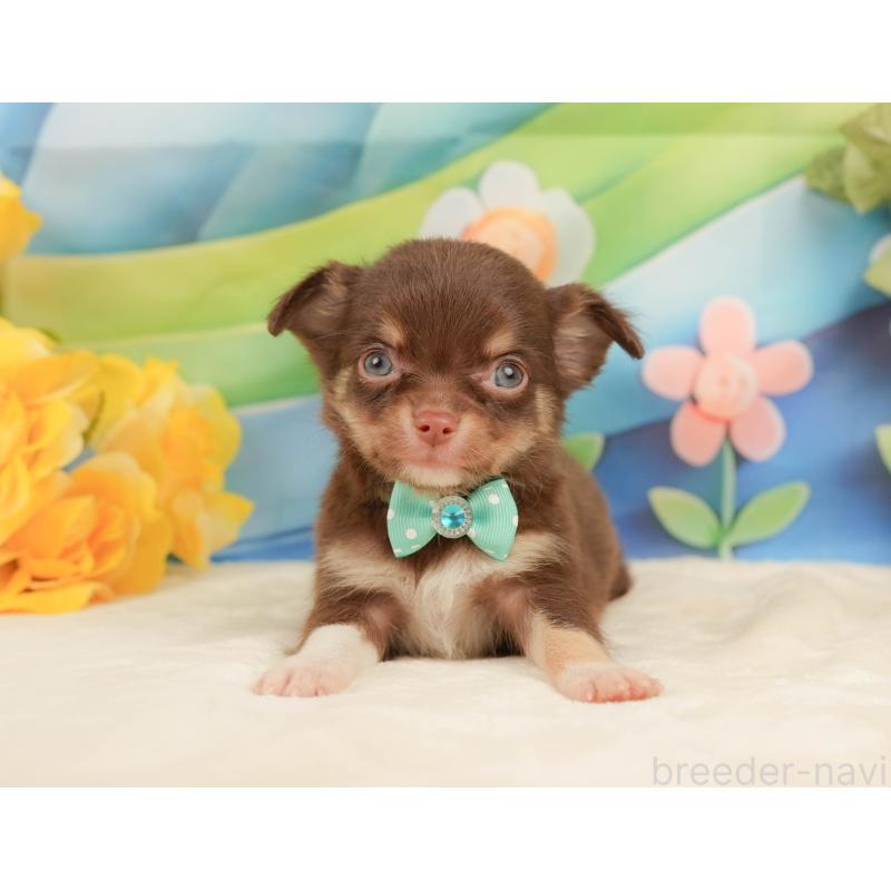 販売中の静岡県のチワワ(ロングコート)-439037の7枚目