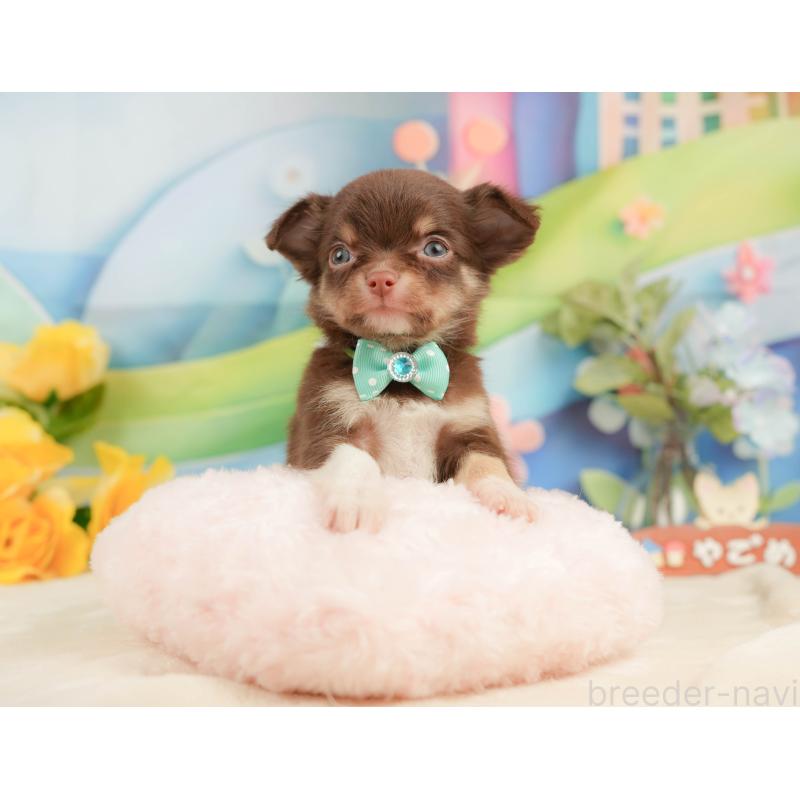 販売中の静岡県のチワワ(ロングコート)-439037の6枚目