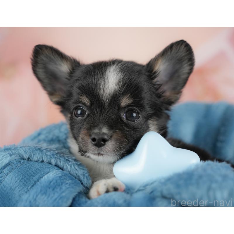 販売中の群馬県のチワワ(ロングコート)-438982の8枚目