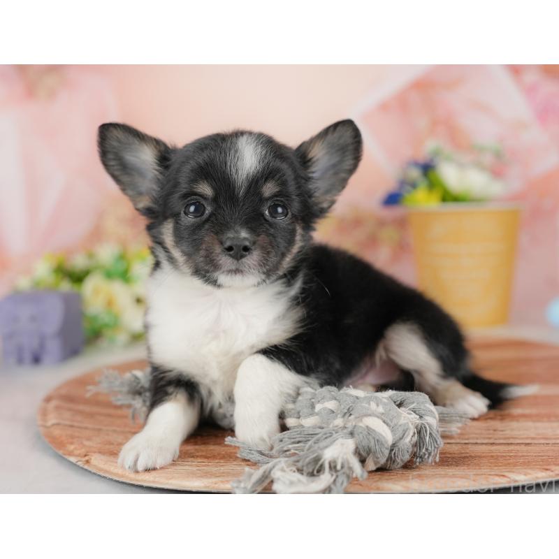 販売中の群馬県のチワワ(ロングコート)-438982の6枚目