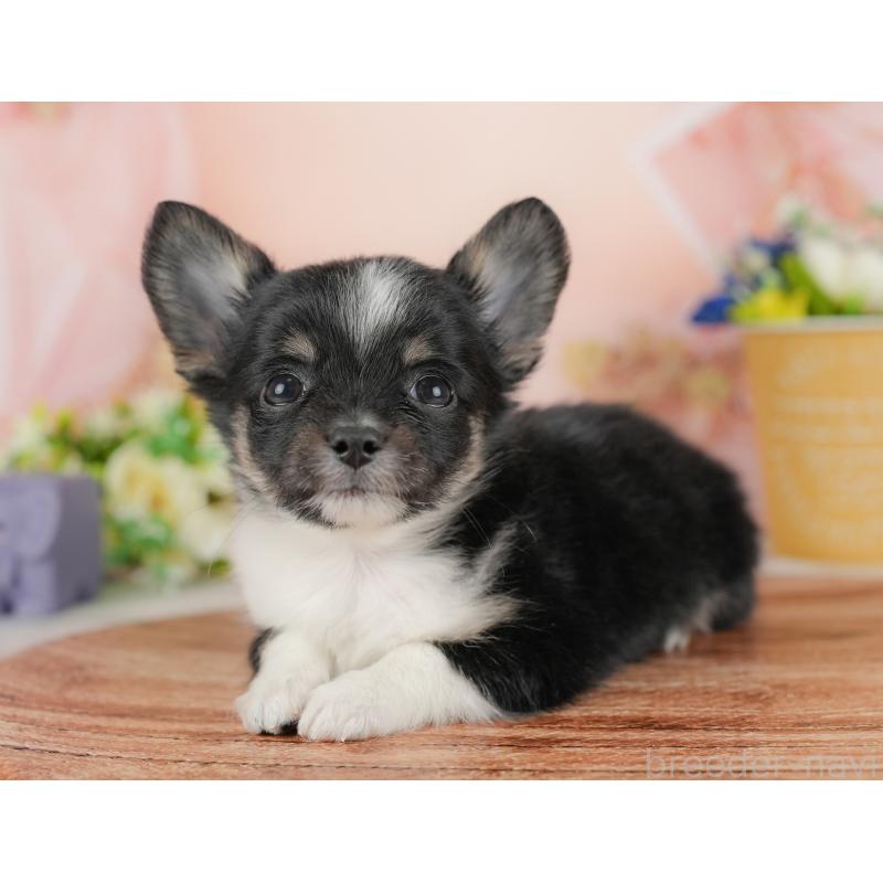 販売中の群馬県のチワワ(ロングコート)-438982の5枚目