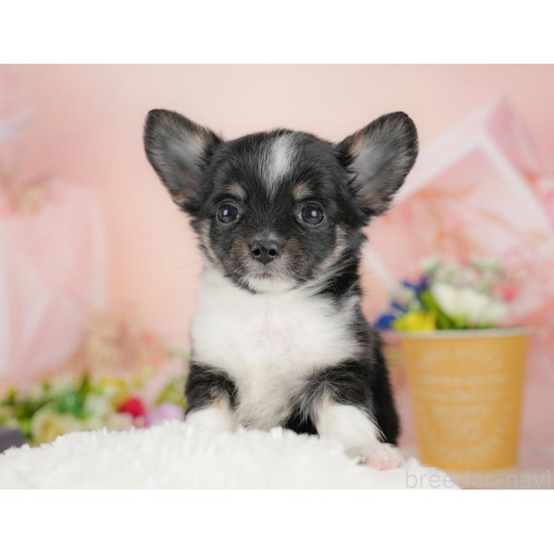 販売中の群馬県のチワワ(ロングコート)-438982の3枚目