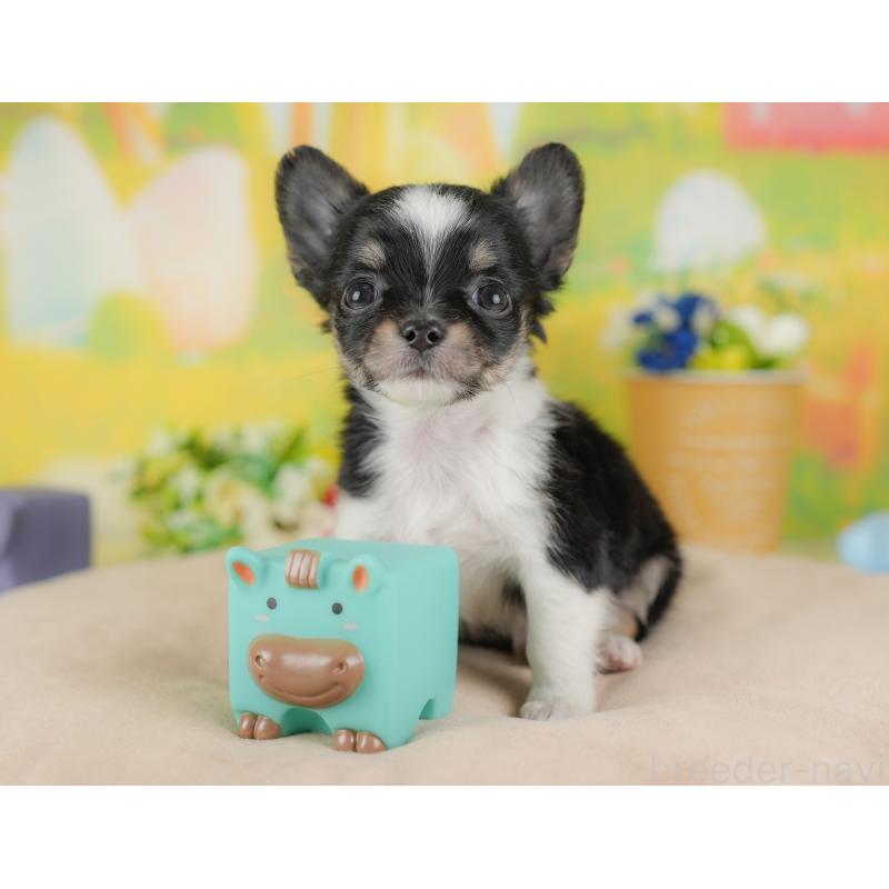 販売中の群馬県のチワワ(ロングコート)-438976の8枚目