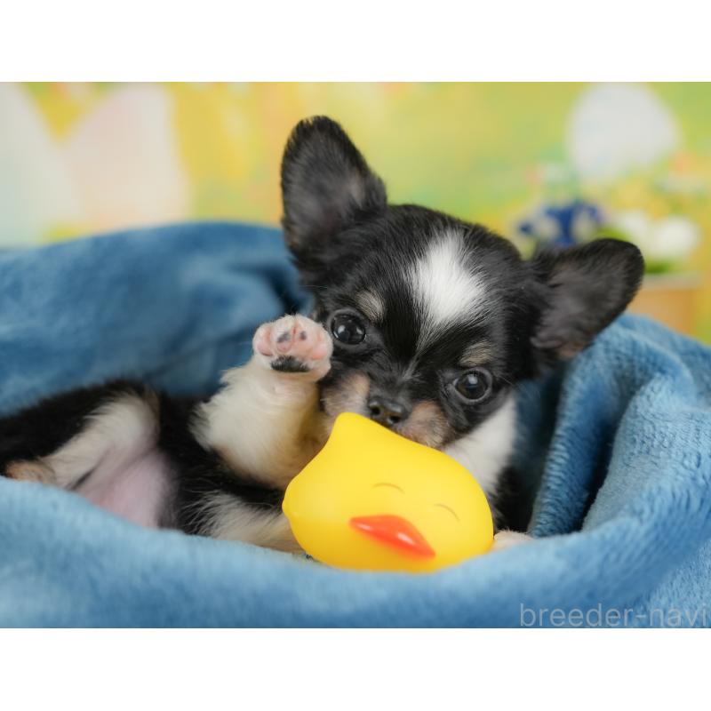 販売中の群馬県のチワワ(ロングコート)-438976の6枚目