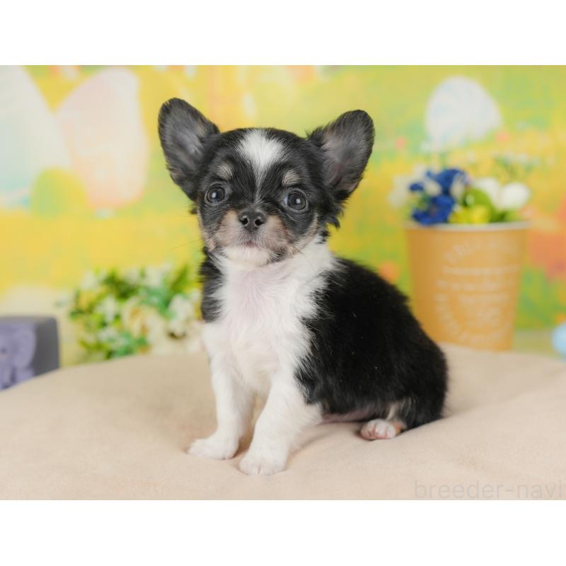 販売中の群馬県のチワワ(ロングコート)-438976の5枚目