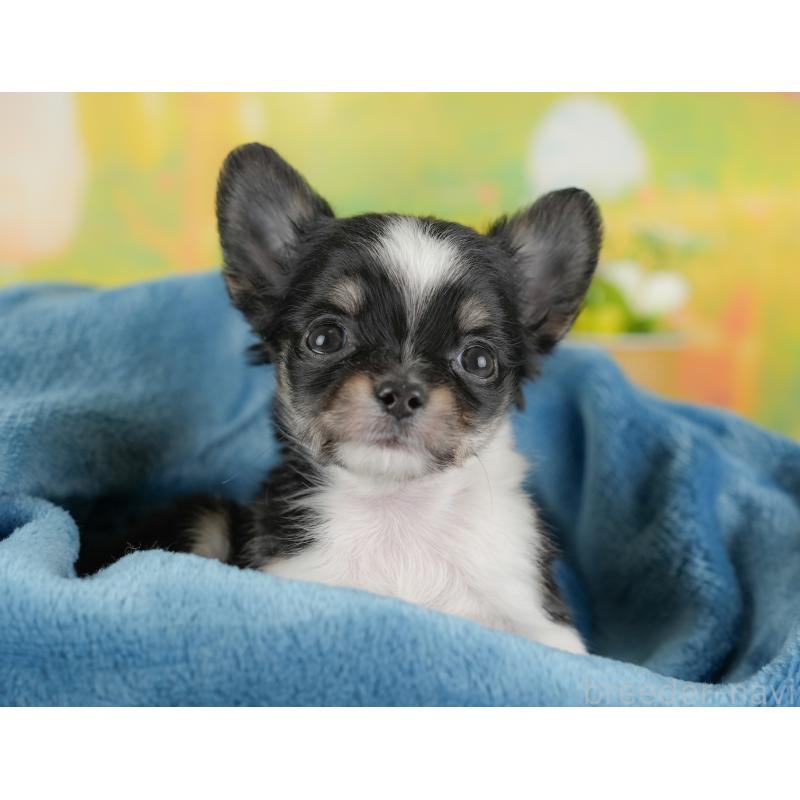 販売中の群馬県のチワワ(ロングコート)-438976の3枚目