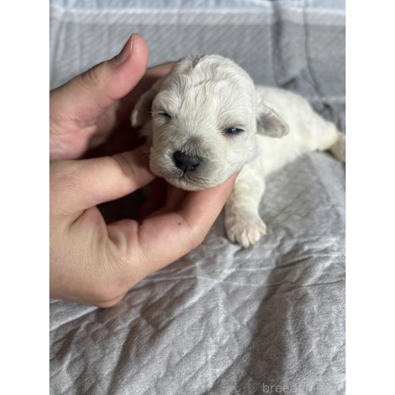 販売中の滋賀県のビションフリーゼ-438889の5枚目