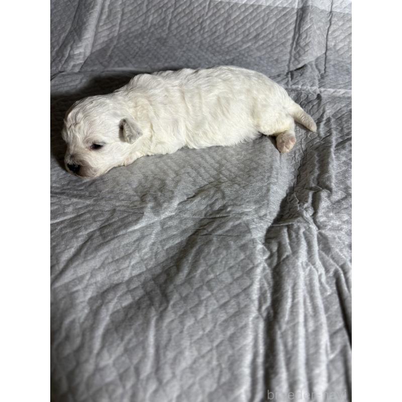 販売中の滋賀県のビションフリーゼ-438889の4枚目