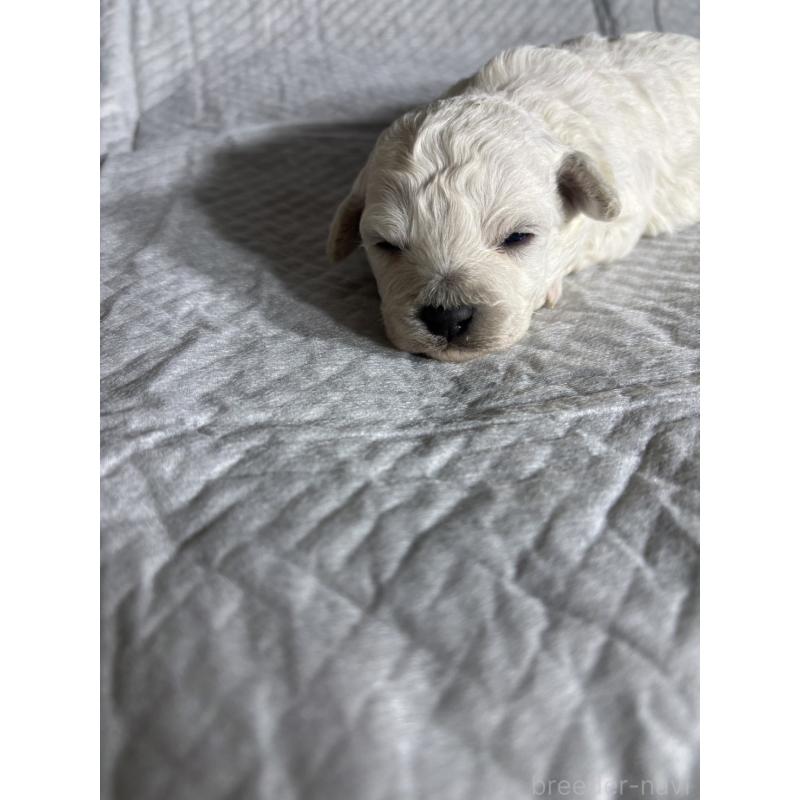 販売中の滋賀県のビションフリーゼ-438889の3枚目