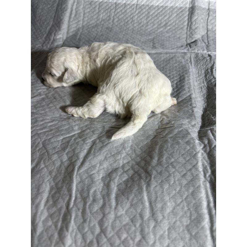 販売中の滋賀県のビションフリーゼ-438889の2枚目