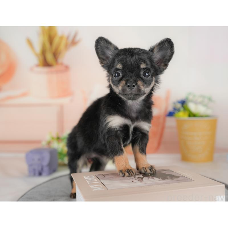 販売中の群馬県のチワワ(ロングコート)-438972の8枚目