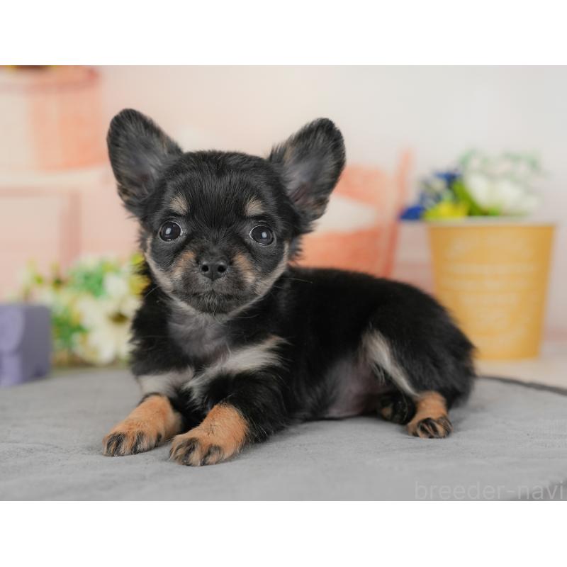 販売中の群馬県のチワワ(ロングコート)-438972の5枚目