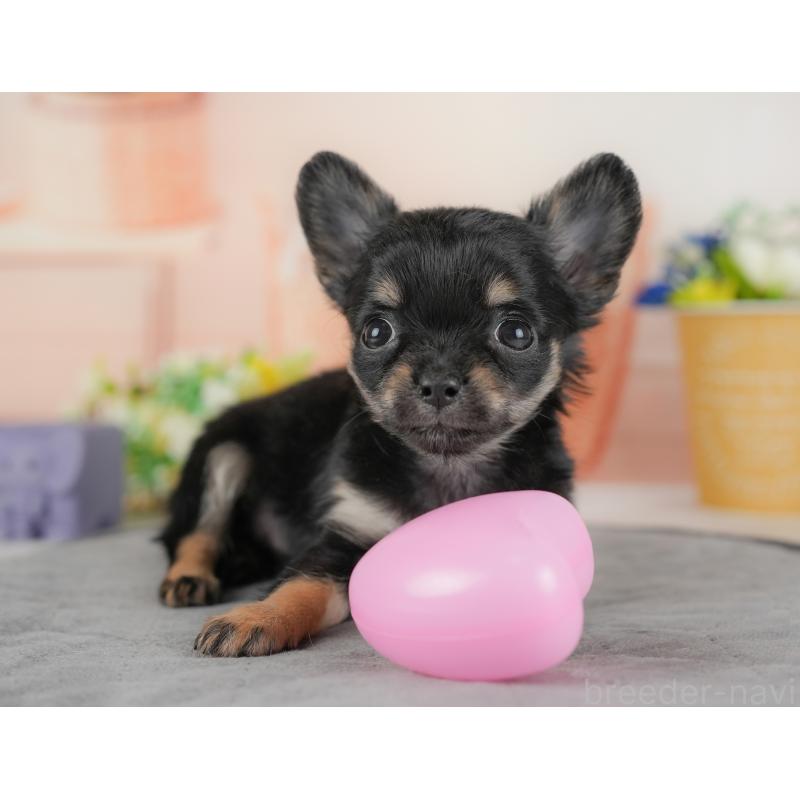 販売中の群馬県のチワワ(ロングコート)-438972の3枚目