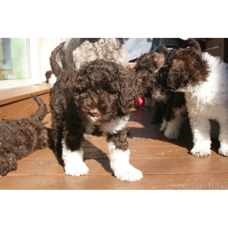 販売中の東京都のポーチュギーズウォータードッグ-429091の2枚目