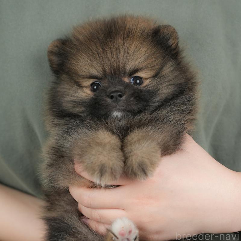 販売中の群馬県のポメラニアン-438961