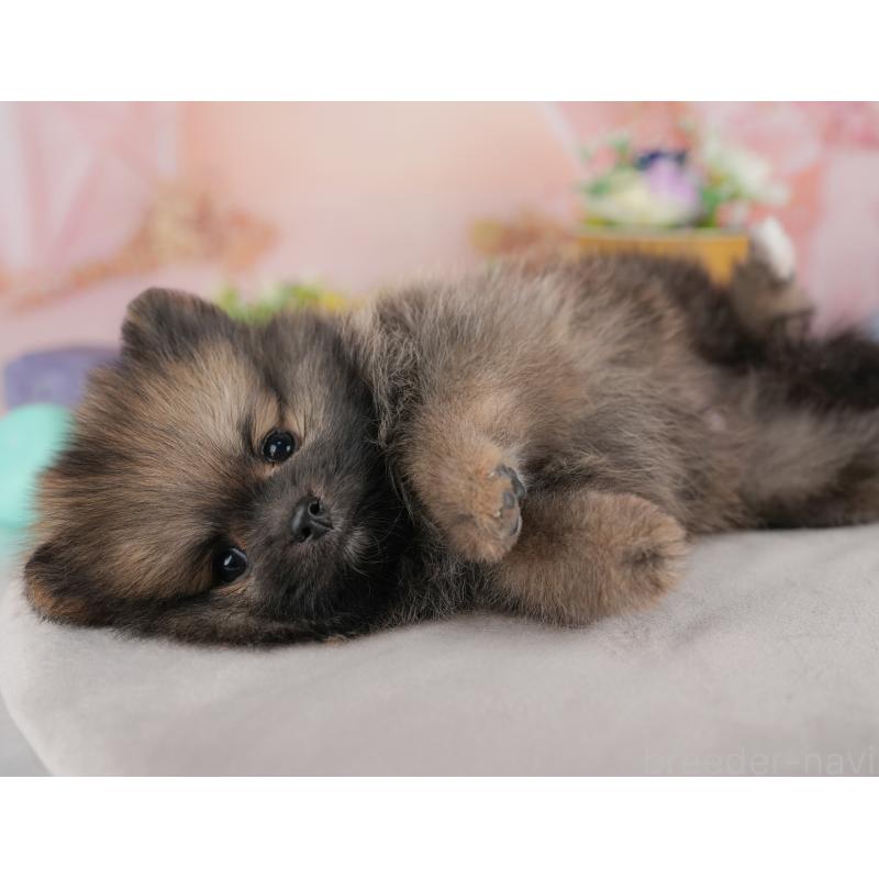 販売中の群馬県のポメラニアン-438961の8枚目