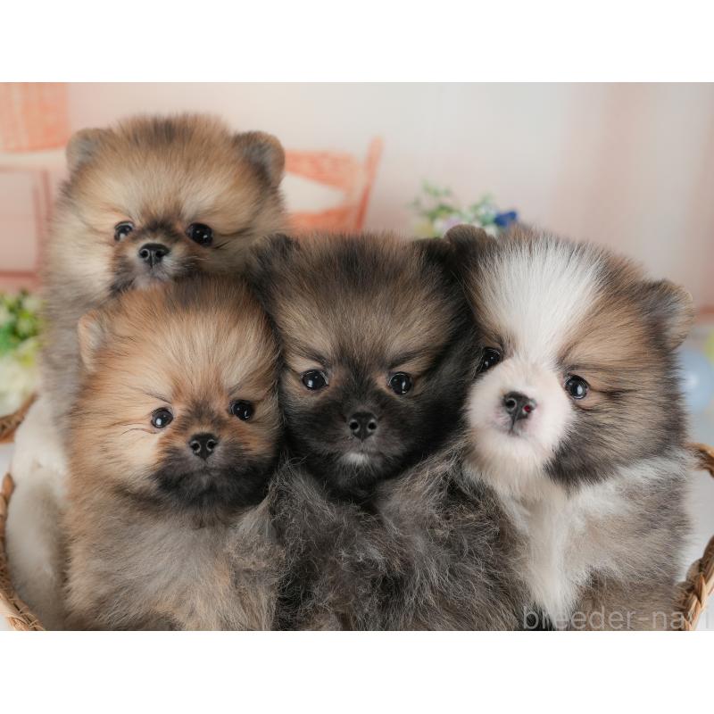 販売中の群馬県のポメラニアン-438961の7枚目