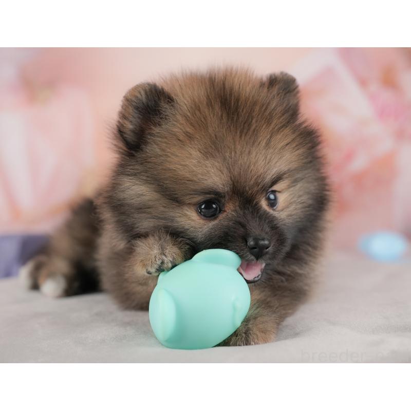 販売中の群馬県のポメラニアン-438961の3枚目