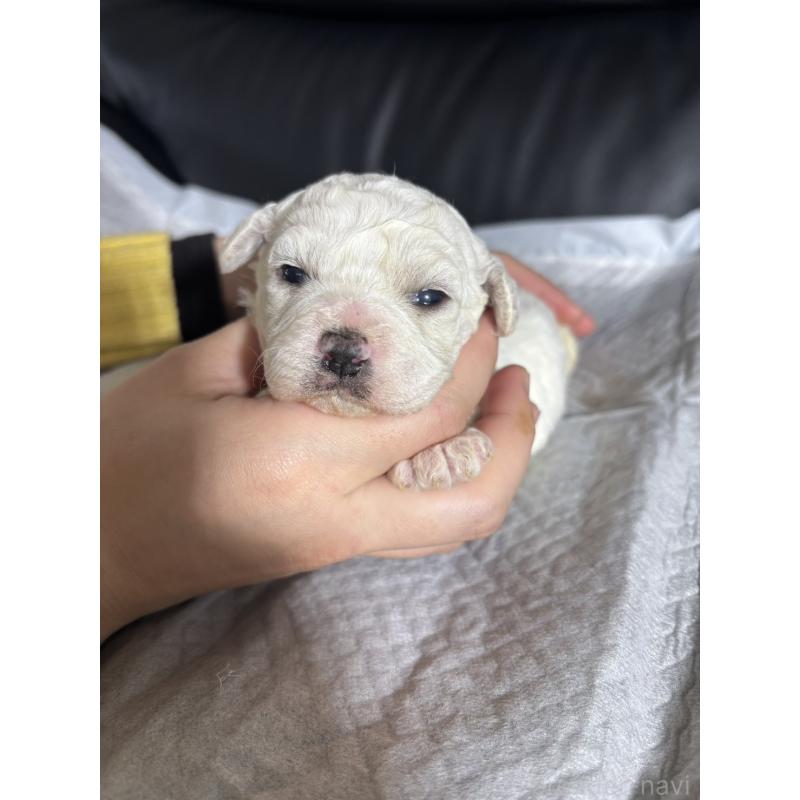 販売中の滋賀県のビションフリーゼ-438890の4枚目