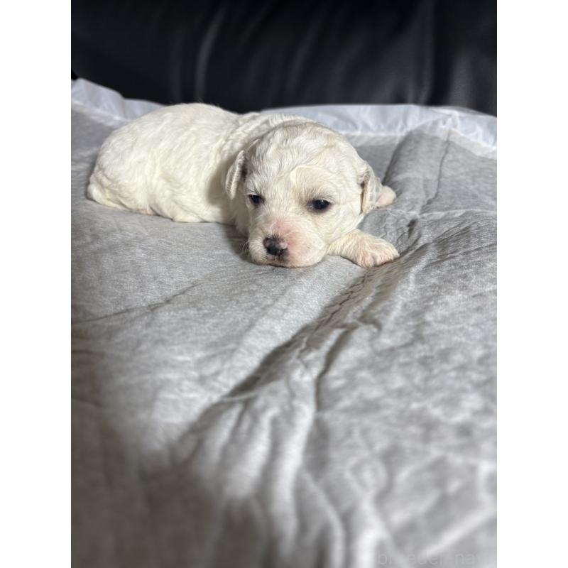 販売中の滋賀県のビションフリーゼ-438890の3枚目