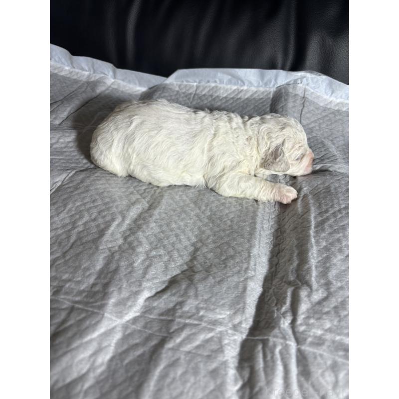 販売中の滋賀県のビションフリーゼ-438890の2枚目