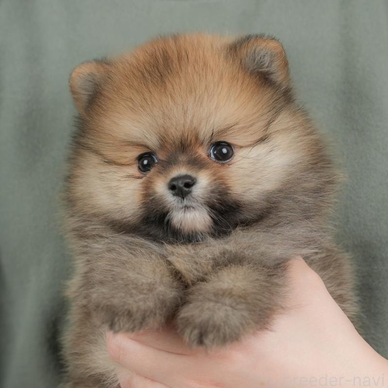 販売中の群馬県のポメラニアン-438958