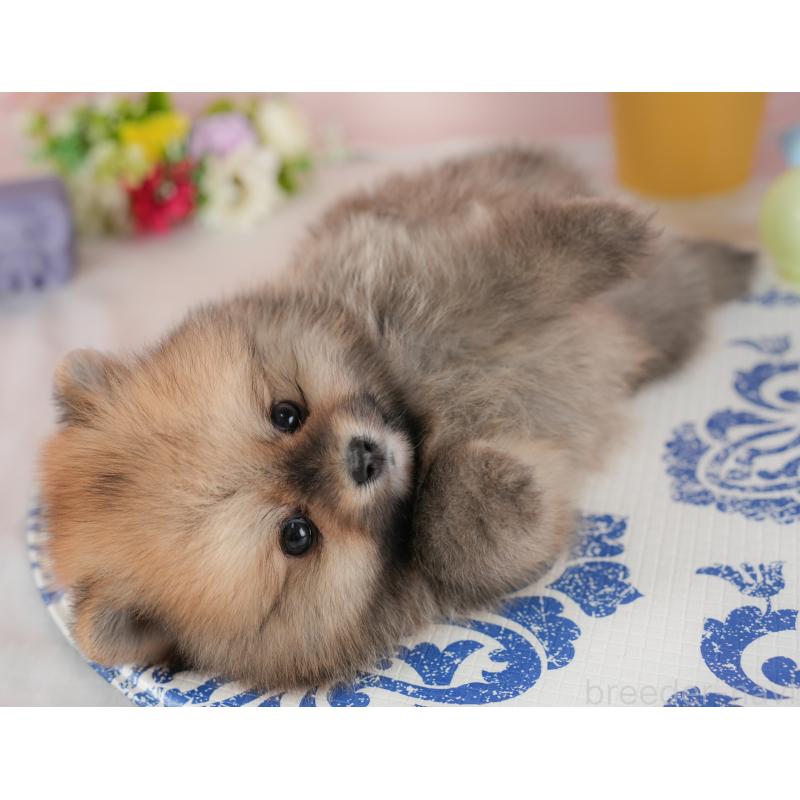 販売中の群馬県のポメラニアン-438958の8枚目