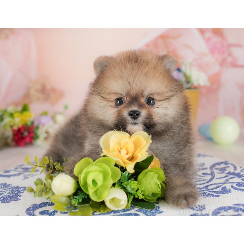 販売中の群馬県のポメラニアン-438958の6枚目