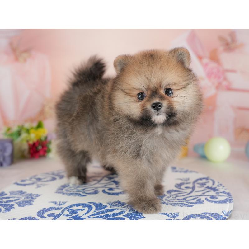 販売中の群馬県のポメラニアン-438958の5枚目