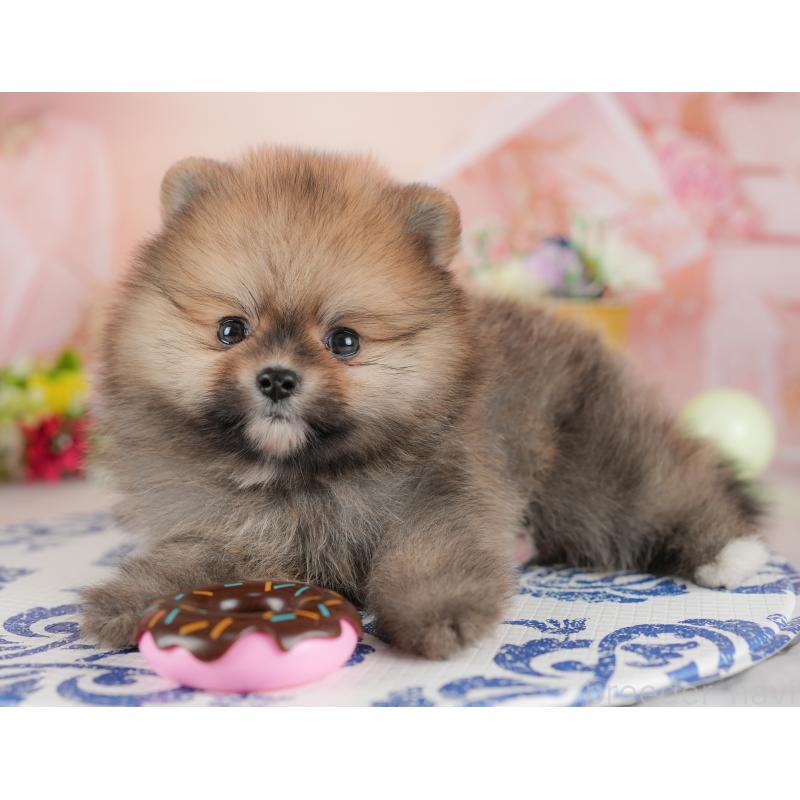 販売中の群馬県のポメラニアン-438958の4枚目