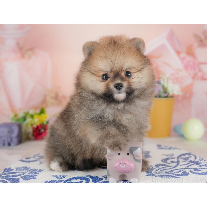 販売中の群馬県のポメラニアン-438958の3枚目