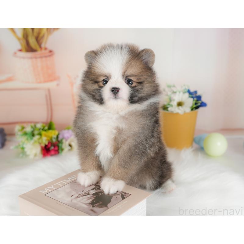 販売中の群馬県のポメラニアン-438946の8枚目