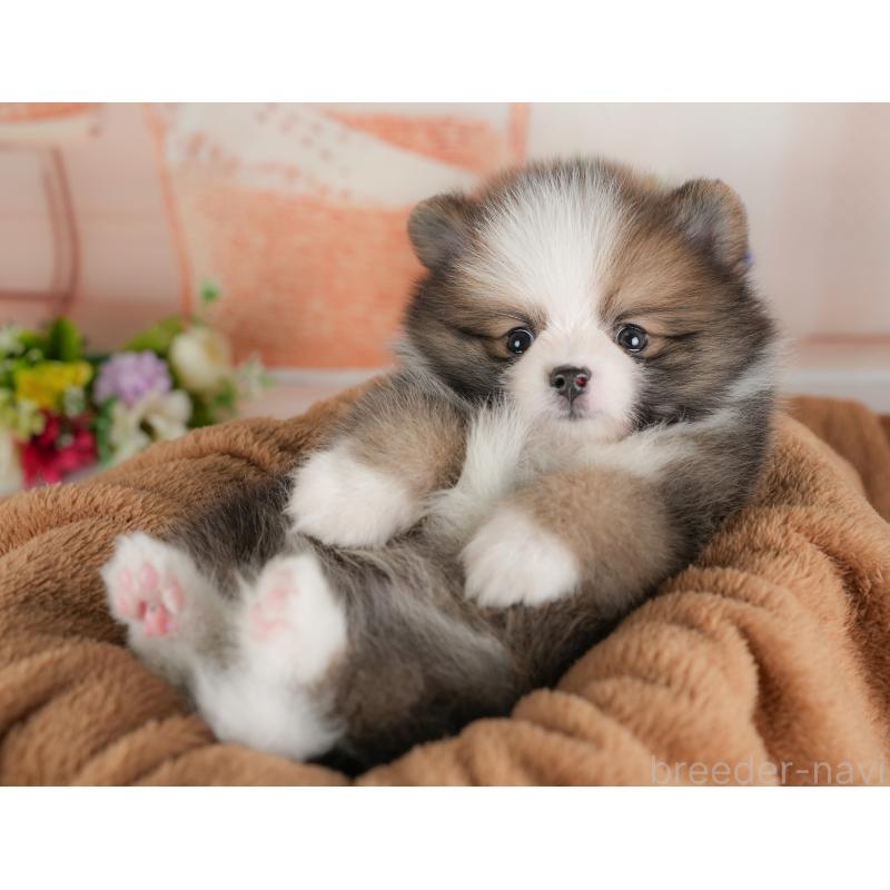 販売中の群馬県のポメラニアン-438946の6枚目